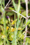 Propeller flower